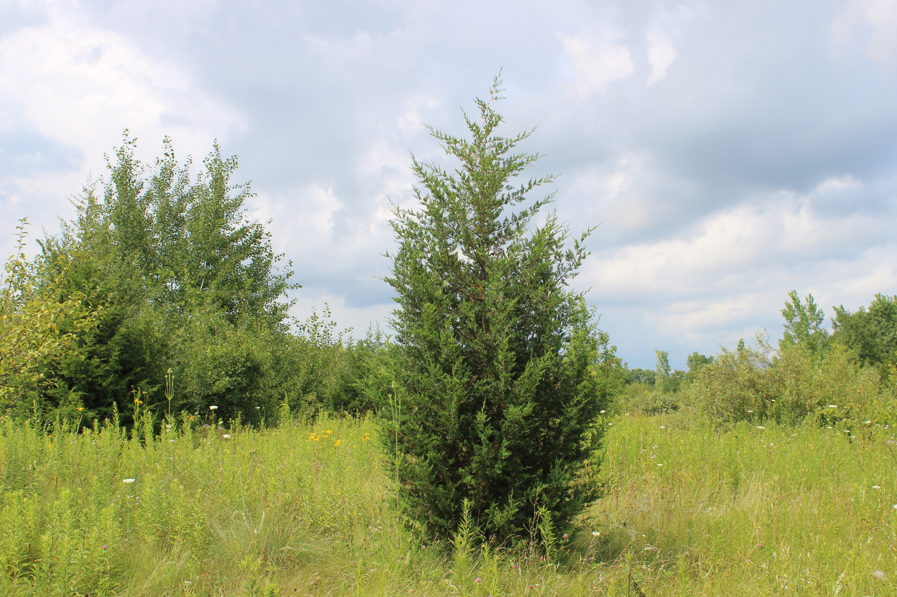 cedar tree