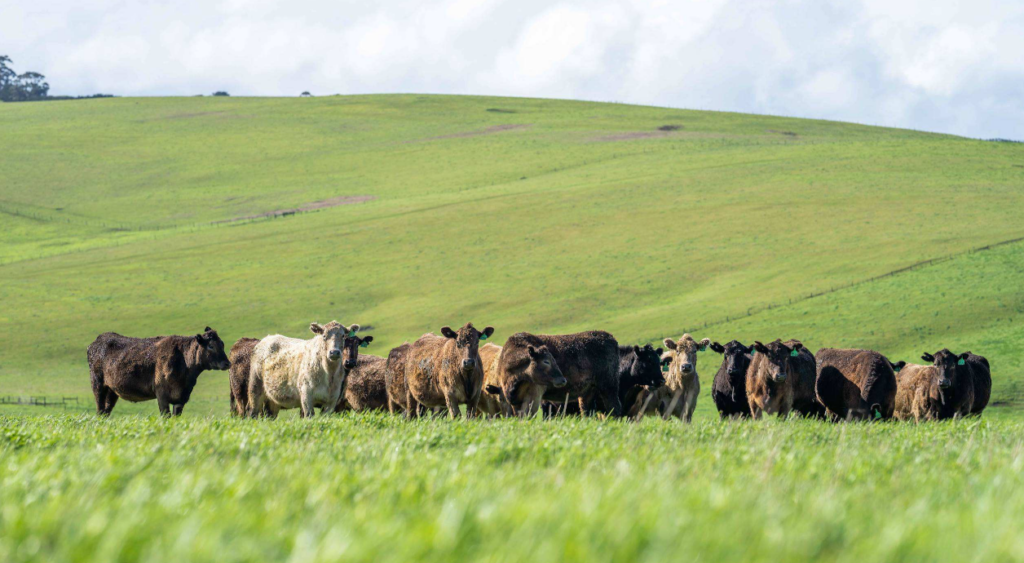 Beef Cutout Values Reflect Higher Quality, Rising Carcass Weights
