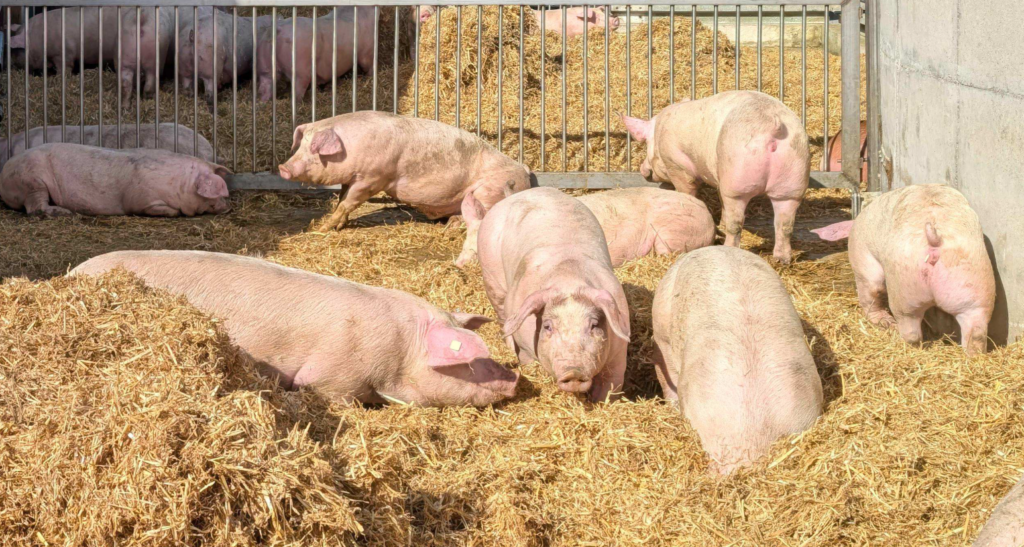 pig pigs 