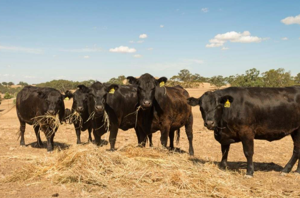 cattle
