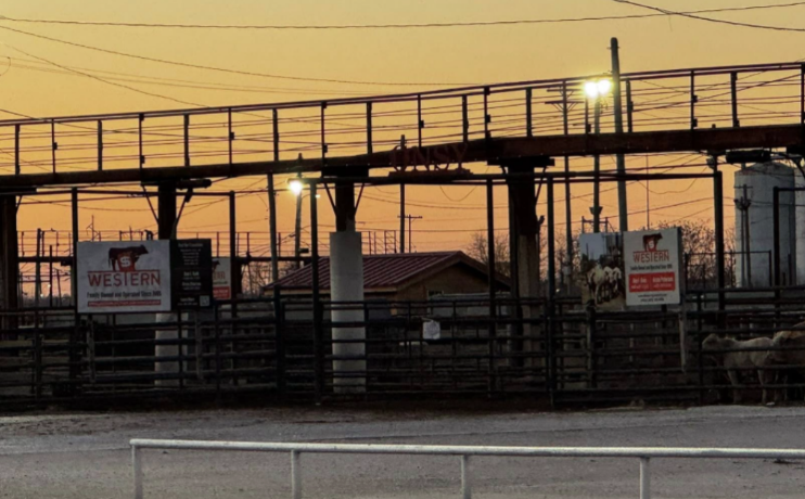 Ben Hale: Oklahoma Cattle Markets See Stronger Demand for Better-Quality Cattle