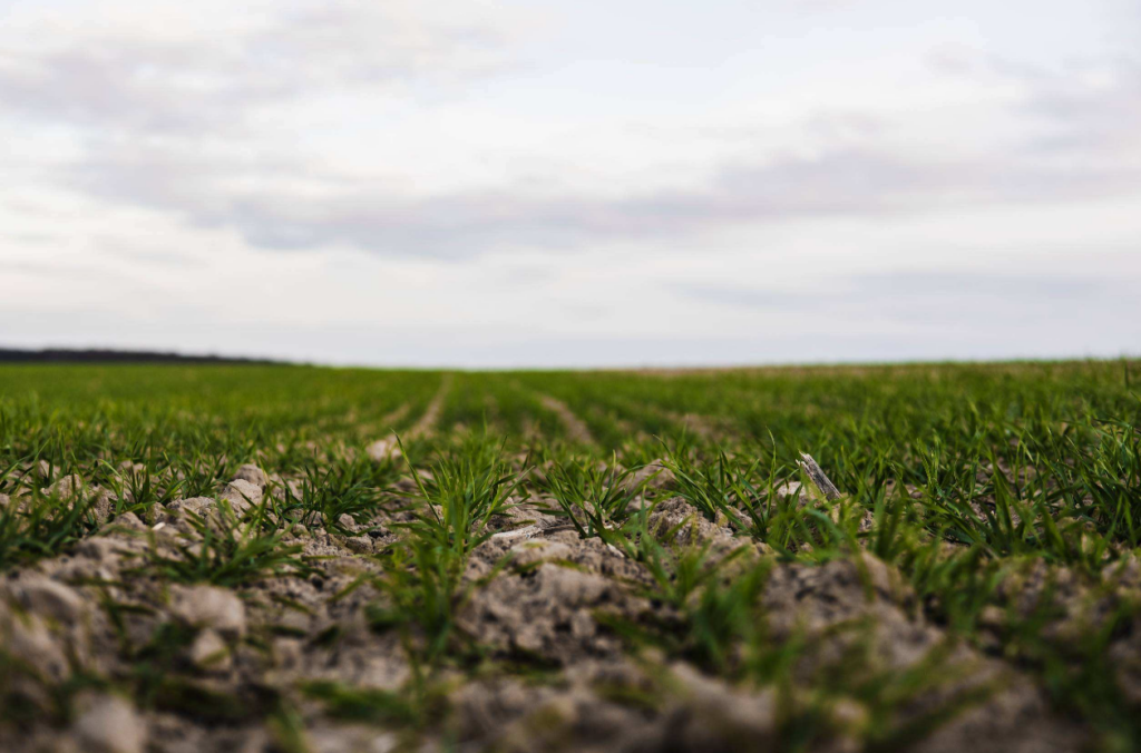 Crop Progress: Oklahoma Wheat Planting Advances as Pasture and Range Conditions Remain Poor
