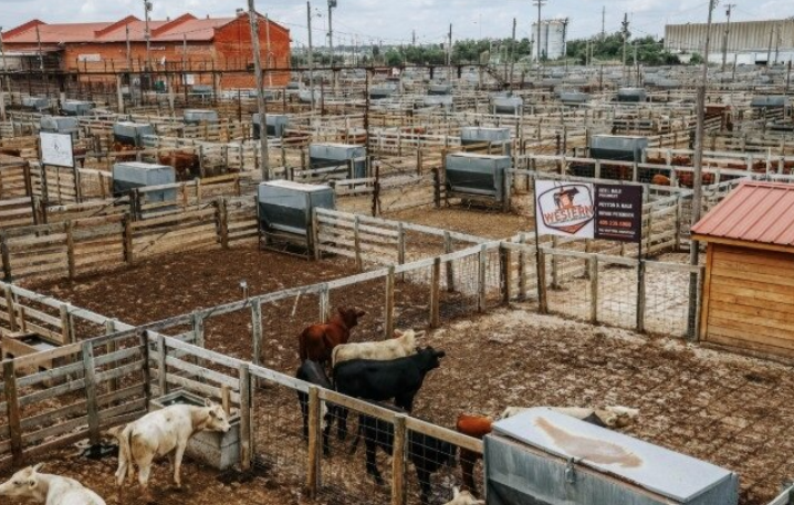 cattle at stockyards