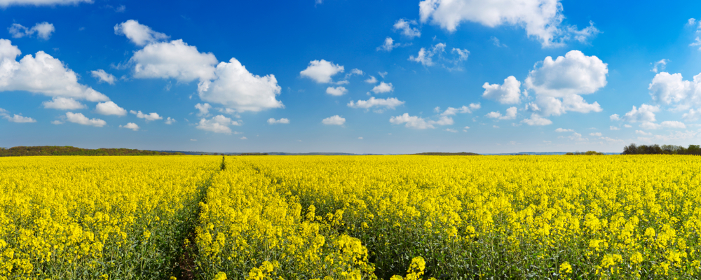 Oklahoma Canola Resurgence: Why Winter Canola Is Making a Profitable Comeback for Wheat Growers