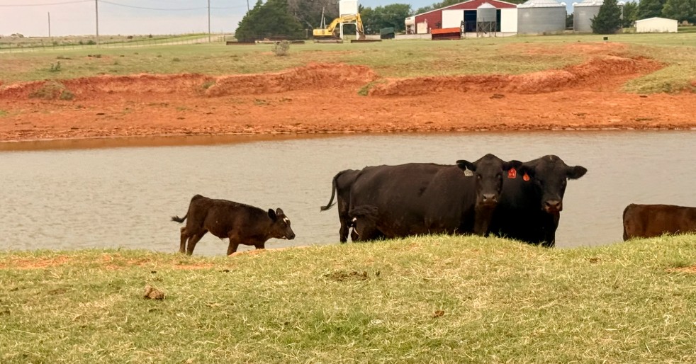 Cattle Herd Expansion Faces Two-Year Horizon as Falling Cull Prices and Oklahoma Moisture Reshape Market Dynamics