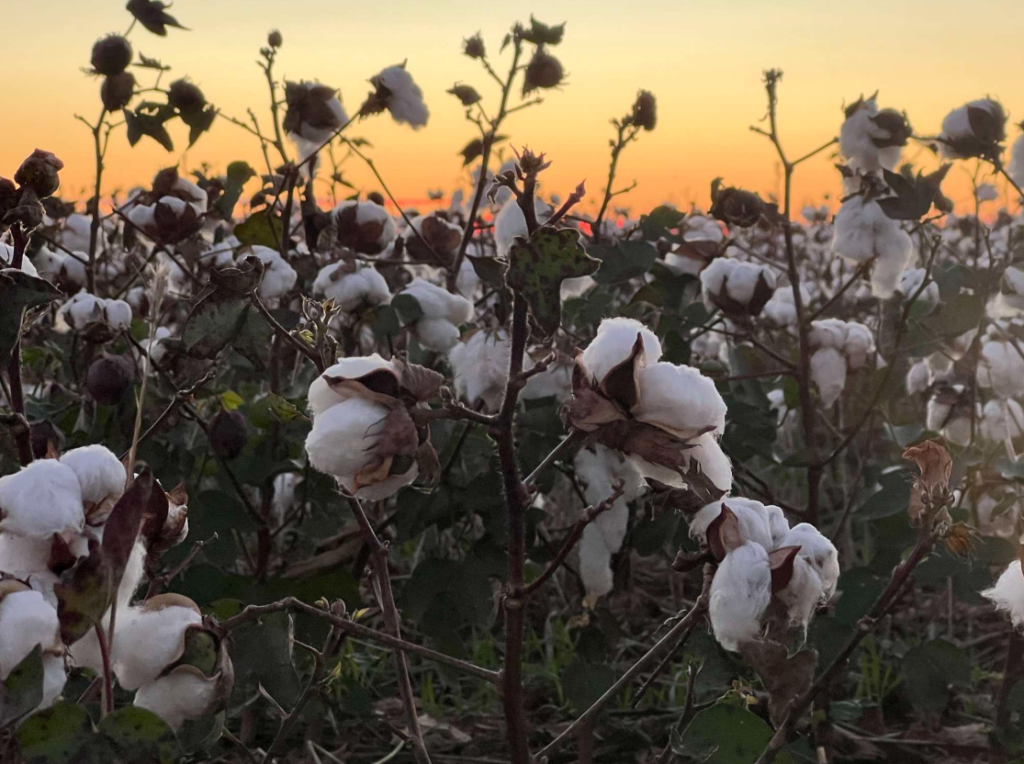cotton