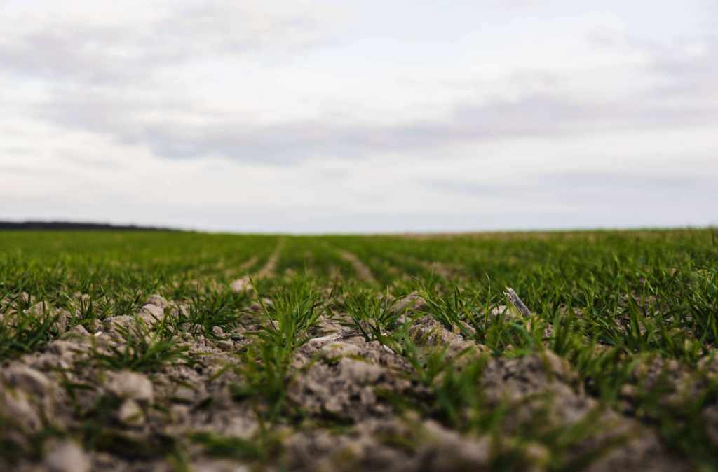 Crop Progress: Oklahoma Wheat Planting Reaches 37%, Pasture and Range Conditions Improve Slightly