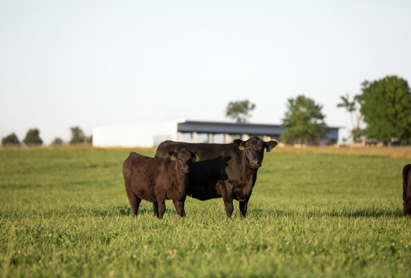 Certified Angus Beef Sales Resilient Amid Down Supply - Oklahoma Farm ...