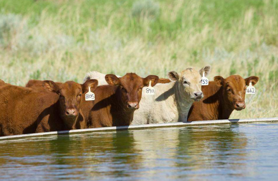 Hunter Ihrman Discusses Midterm Elections, Farm Bill and Cattle Market Concerns