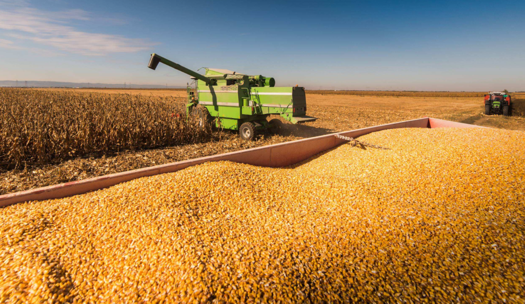 Crop Progress: Oklahoma Corn Harvest Reaches 67% as Pasture and Range Conditions Improve
