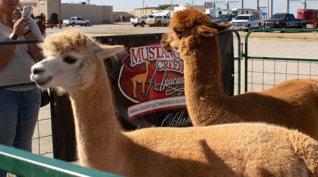 Cast Sample Panel Stockyards Stampede & Oklahoma’s Best Beef Competition Set for October ...