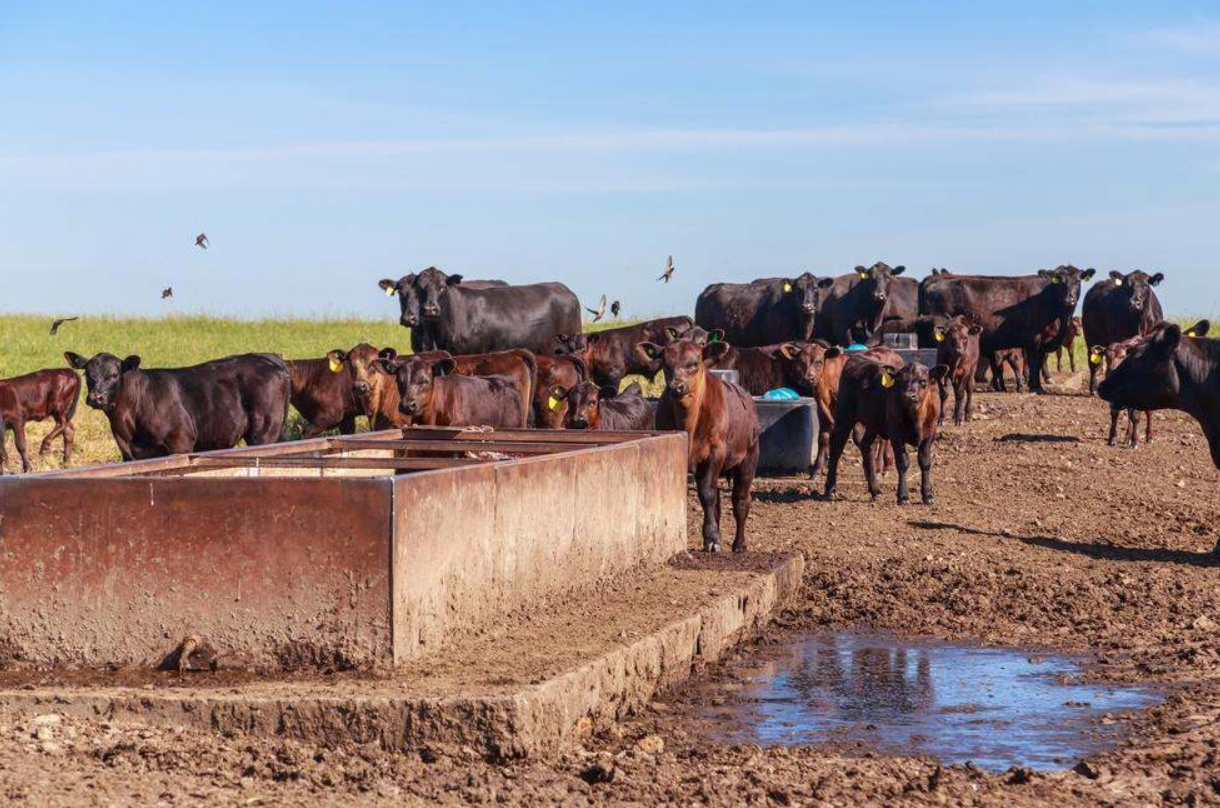 Report Address Weinheimer Discusses Screwworm Response and MCOOL Concerns - Oklahoma ...
