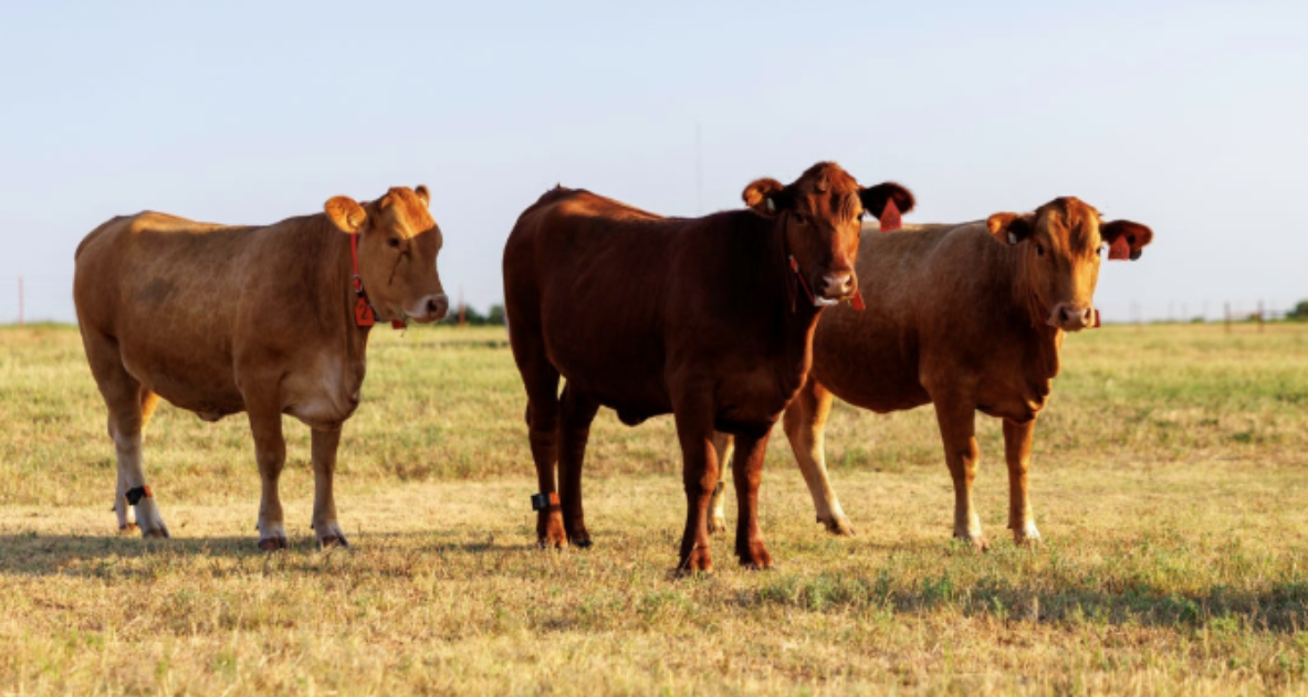 Report Address OSU Rural Economic Outlook Conference Set for Nov. 4 with Livestock ...