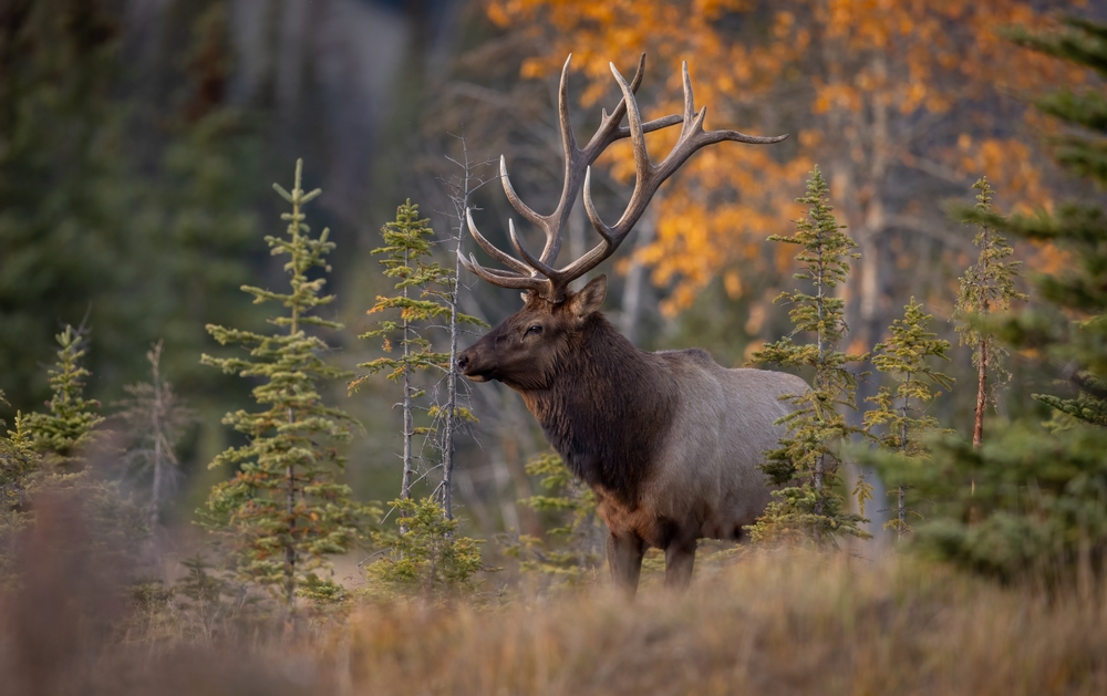 USDA Confirms First U.S. Wildlife Detection of New World Screwworm in Texas Elk as Border Surveillance Expands